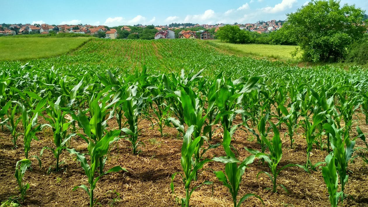 new crops