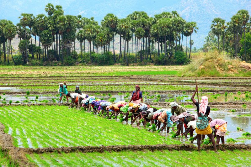 Cultivating